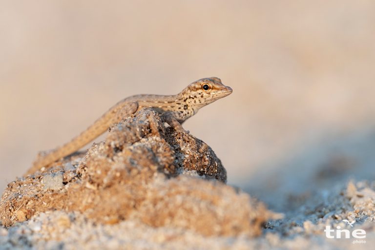 Pristurus