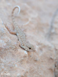 Semaphore Gecko