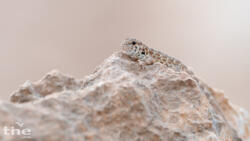 Semaphore gecko Pristurus rupestris