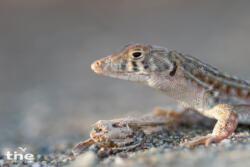 Acanthodactylus blanfordii