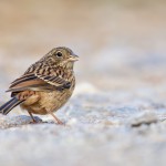Zippammer juvenil Emberiza cia rock bunting