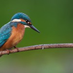 Eisvogel männlich K1