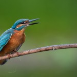 Eisvogel männlich K1