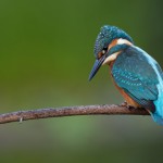 Eisvogel männlich K1