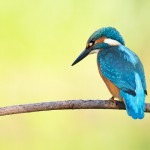 Eisvogel männlich K1
