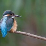 Eisvogel weiblich