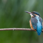 Eisvogel weiblich