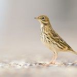 Wiesenpieper