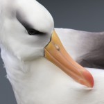 Schwarzbrauenalbatros
