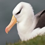 Schwarzbrauenalbatros