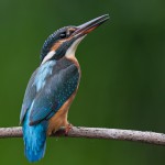 Eisvogel weiblich