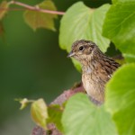 Zippammer juvenil Emberiza cia rock bunting