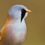 Bartmeise