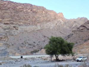 Die richtige Stelle für den Omankauz ist bei Tageslicht schon mal ausgekundschaftet. Bei Neumond ist es nachts dann ja auch zappenduster.