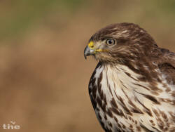 Mäusebussard