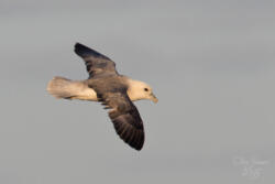 Eissturmvogel