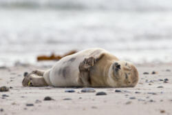 Seehund