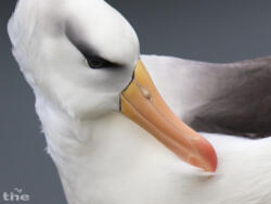 Schwarzbrauenalbatros