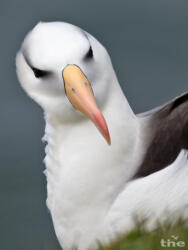 Schwarzbrauenalbatros