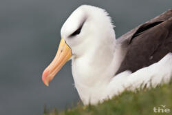 Schwarzbrauenalbatros