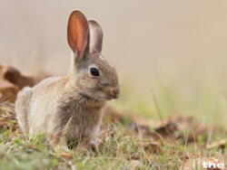 Wildkaninchen
