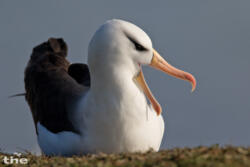 Schwarzbrauenalbatros