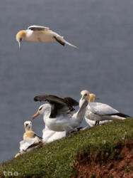 Schwarzbrauenalbatros