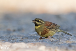 Zaunammer Emberiza cirlus cirl bunting