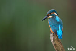 Eisvogel männlich