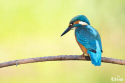Eisvogel männlich K1