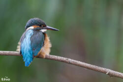 Eisvogel weiblich