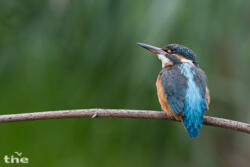 Eisvogel weiblich