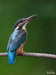 Eisvogel weiblich