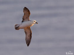 Eissturmvogel