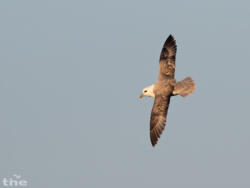 Eissturmvogel