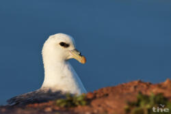 Eissturmvogel