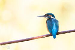 Eisvogel