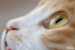 Hauskatze