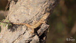 Blutsaugeragame Calotes versicolor