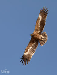 Steppenadler