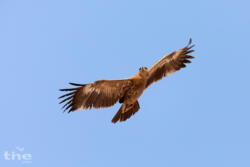 Steppenadler