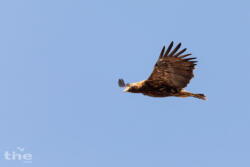 Kaiseradler