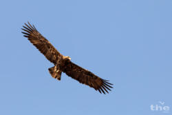 Kaiseradler