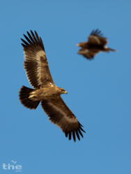 Steppenadler