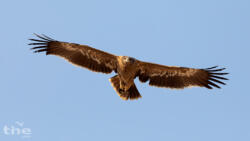 Steppenadler