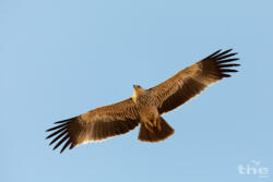 Kaiseradler