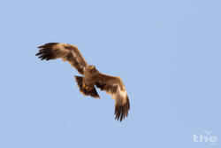 Steppenadler
