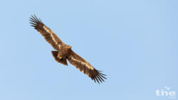 Steppenadler