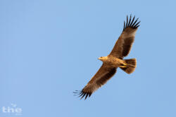 Kaiseradler