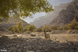 Oman